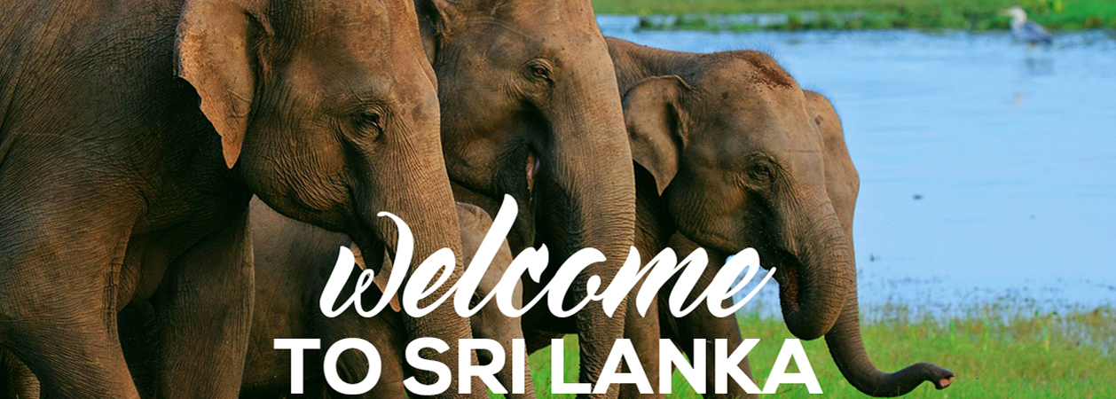 Sri Lanka to welcome tourists from countries which will vaccinate citizens Welcome